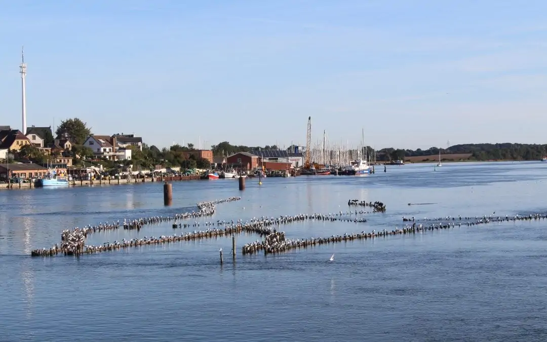 Erneuerung des Heringszaunes Kappeln